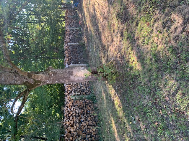 Astuces pour faire fuir les guêpes