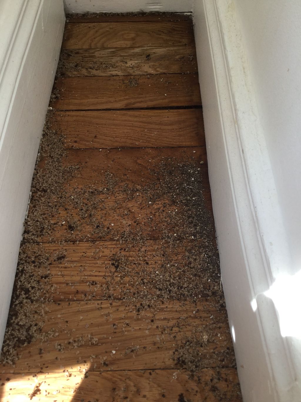 Voici les astuces et moyens pour éloigner les fourmis.