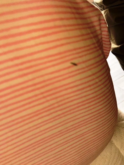 Cr&eacute;cy-la-Chapelle