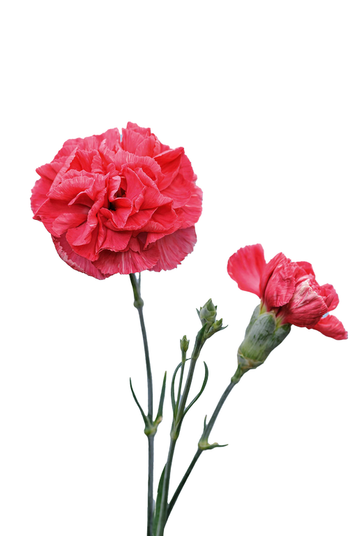 Fragment from Carnation (Red)