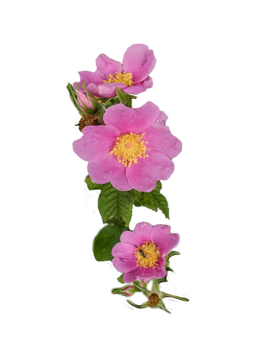 Fragment from Pasture Rose (Carolina Rose)