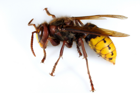 big hornet from baltimore city pest control job