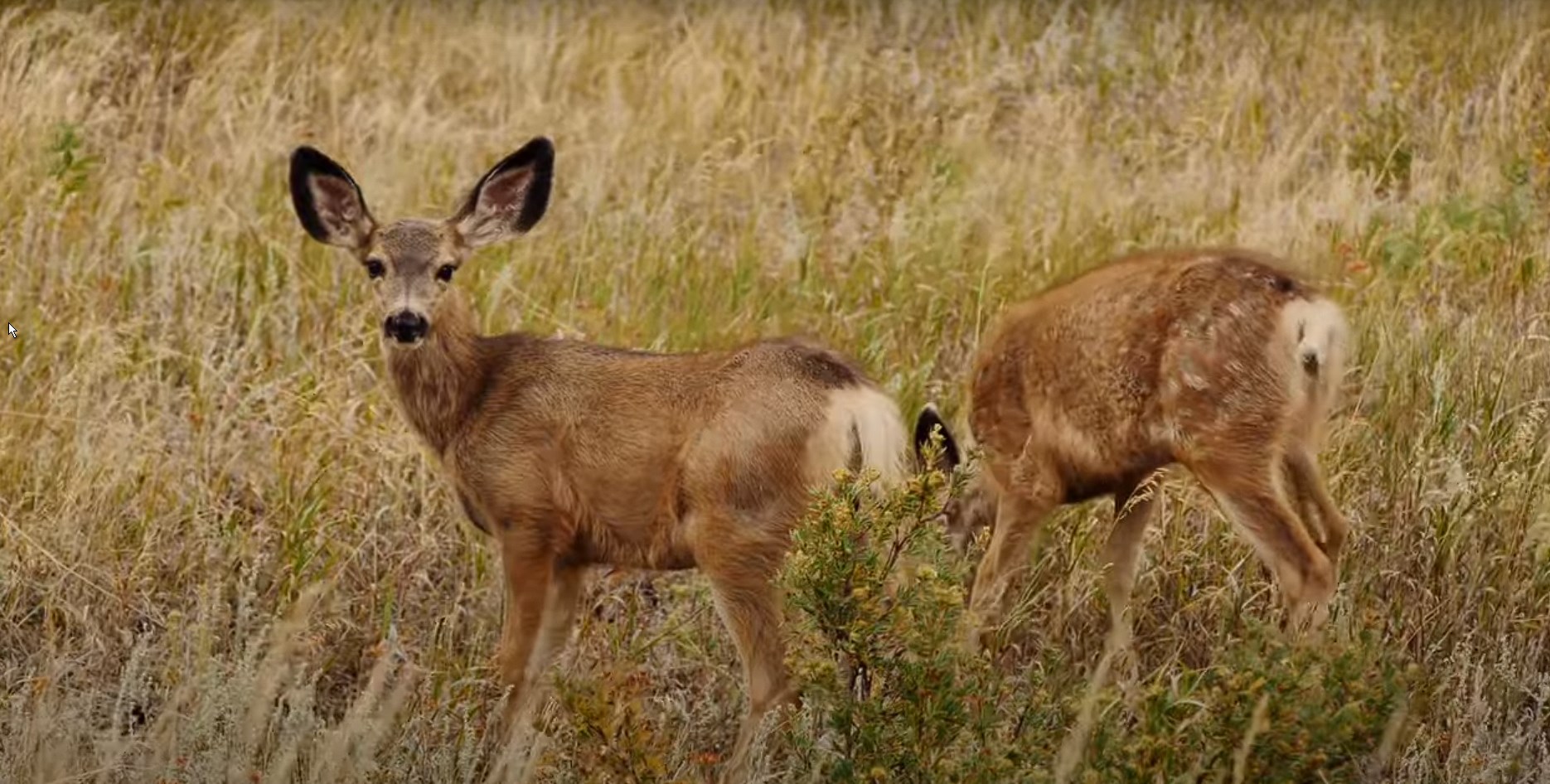 Deer grazing at the Clear Creek Natural Heritage Center in Denton, TX