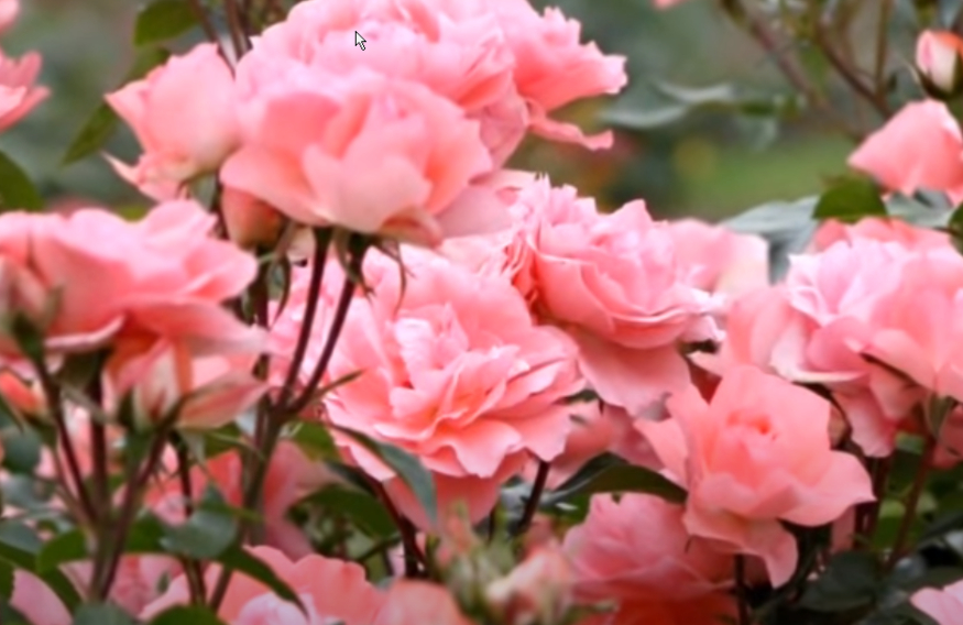 Close-up of spectacular roses at the Tyler Municipal Rose Garden in Tyler, TX