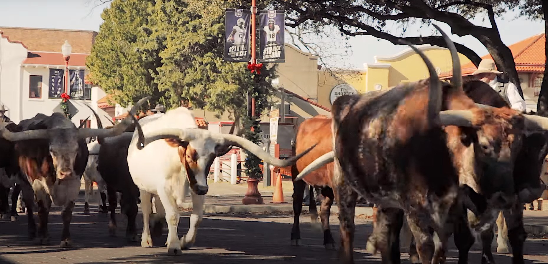 Longhorn cattle on the streets of the Fort Worth Stockyards