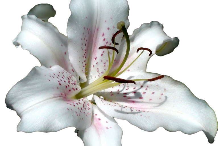 Fragment from Stargazer Lily (White)