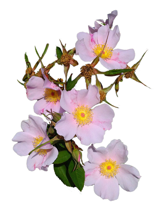 Fragment from Swamp Rose