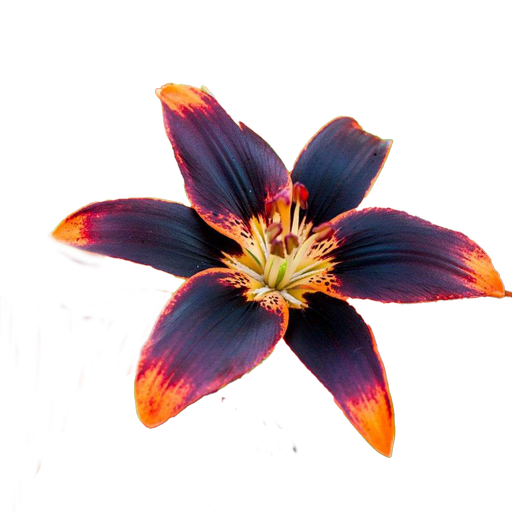 Fragment from Forever Susan Lily