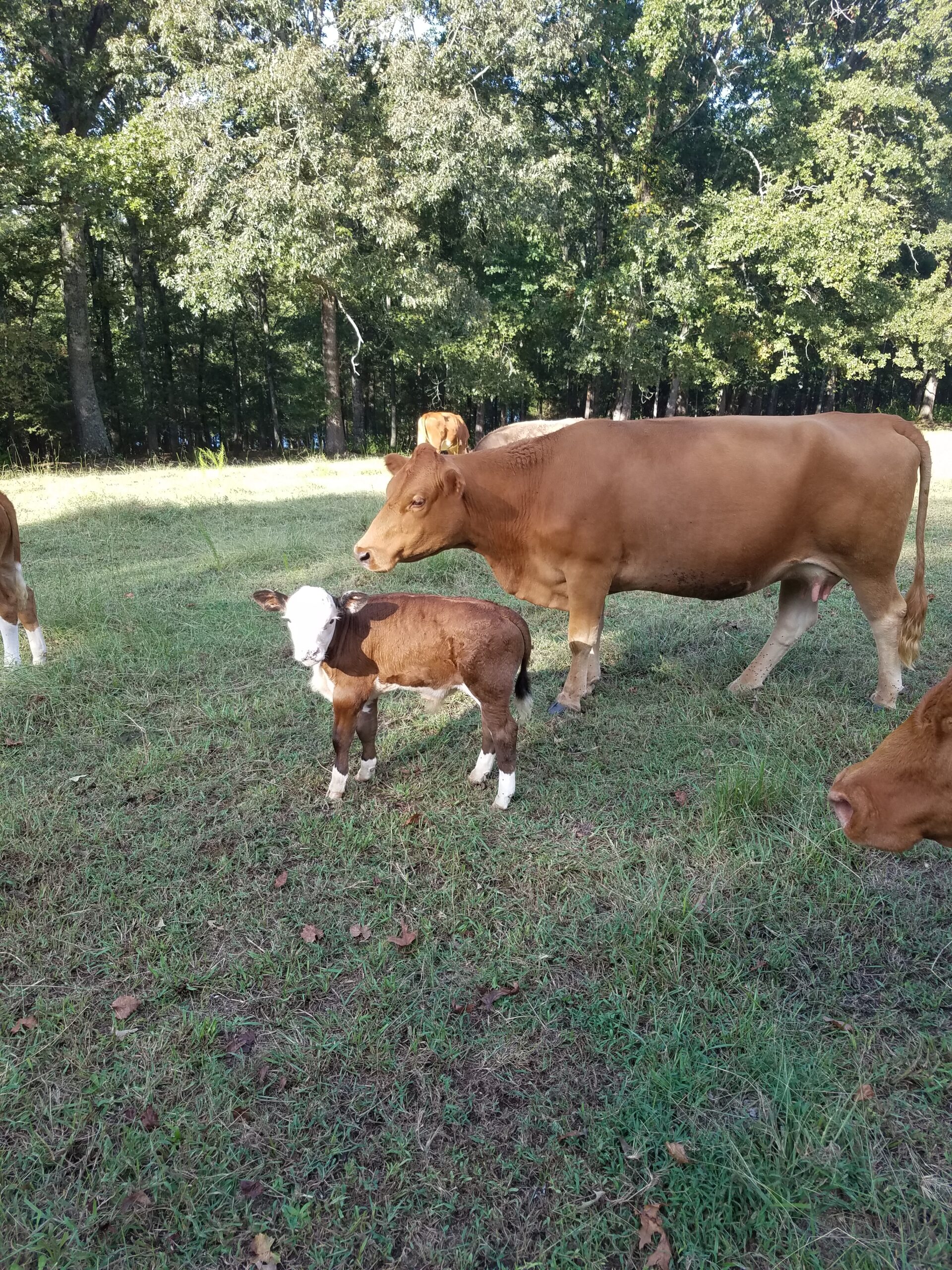 I want to save my grandfather's farm.