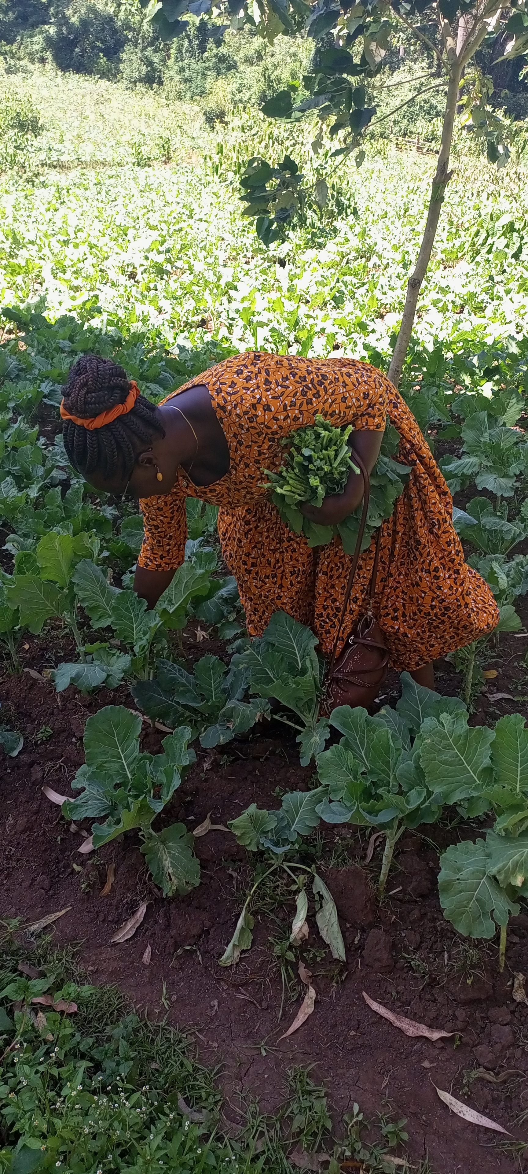 BLACK SOLDIER FLY FARM FOR SAVING LIVES