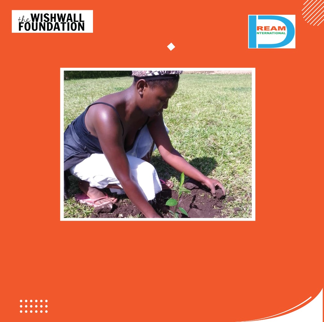 Planting for the restoration of landscapes in Rwenzori mountains