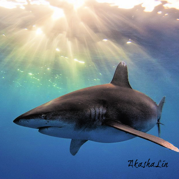 FE: Uncaged + inspired