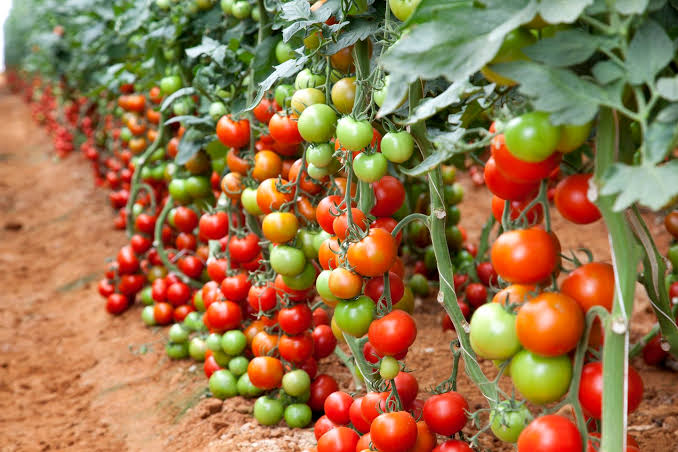 Organic Tomatoes Farming