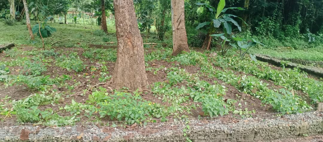 Creating buffer zones in forests to break  zoonotic disease transmission in south west region of Nigeria