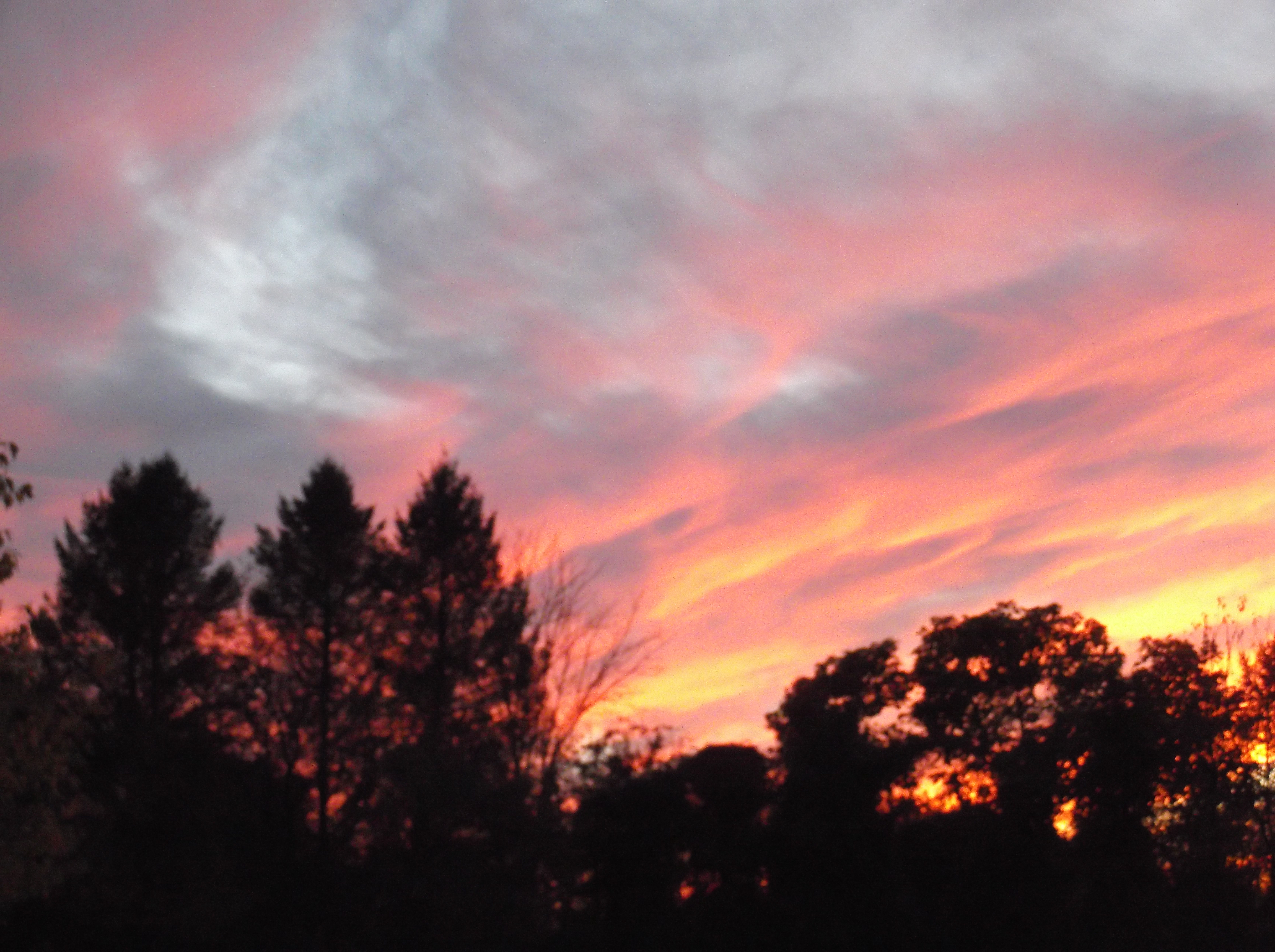 Saving Wildlife Refuge & Home