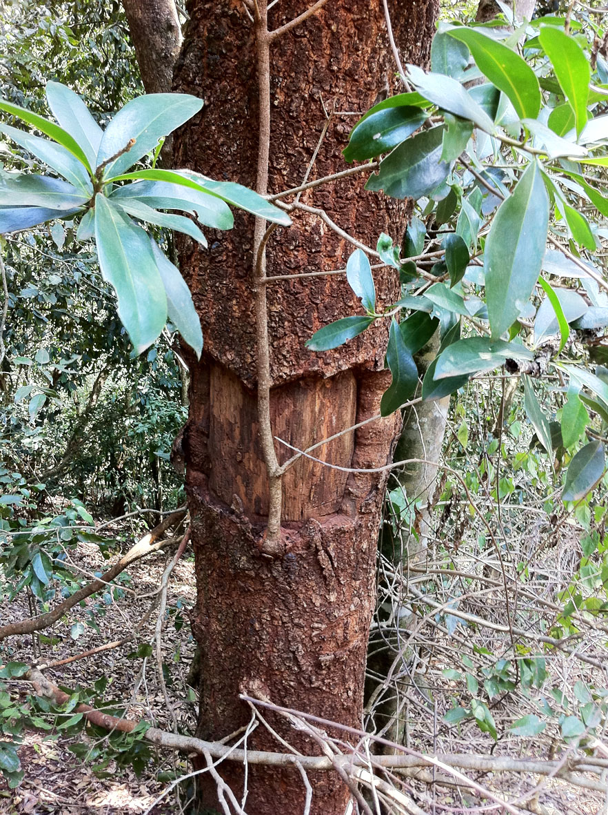 HERITAGE TREES PLANTING