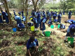 school tree planting project
