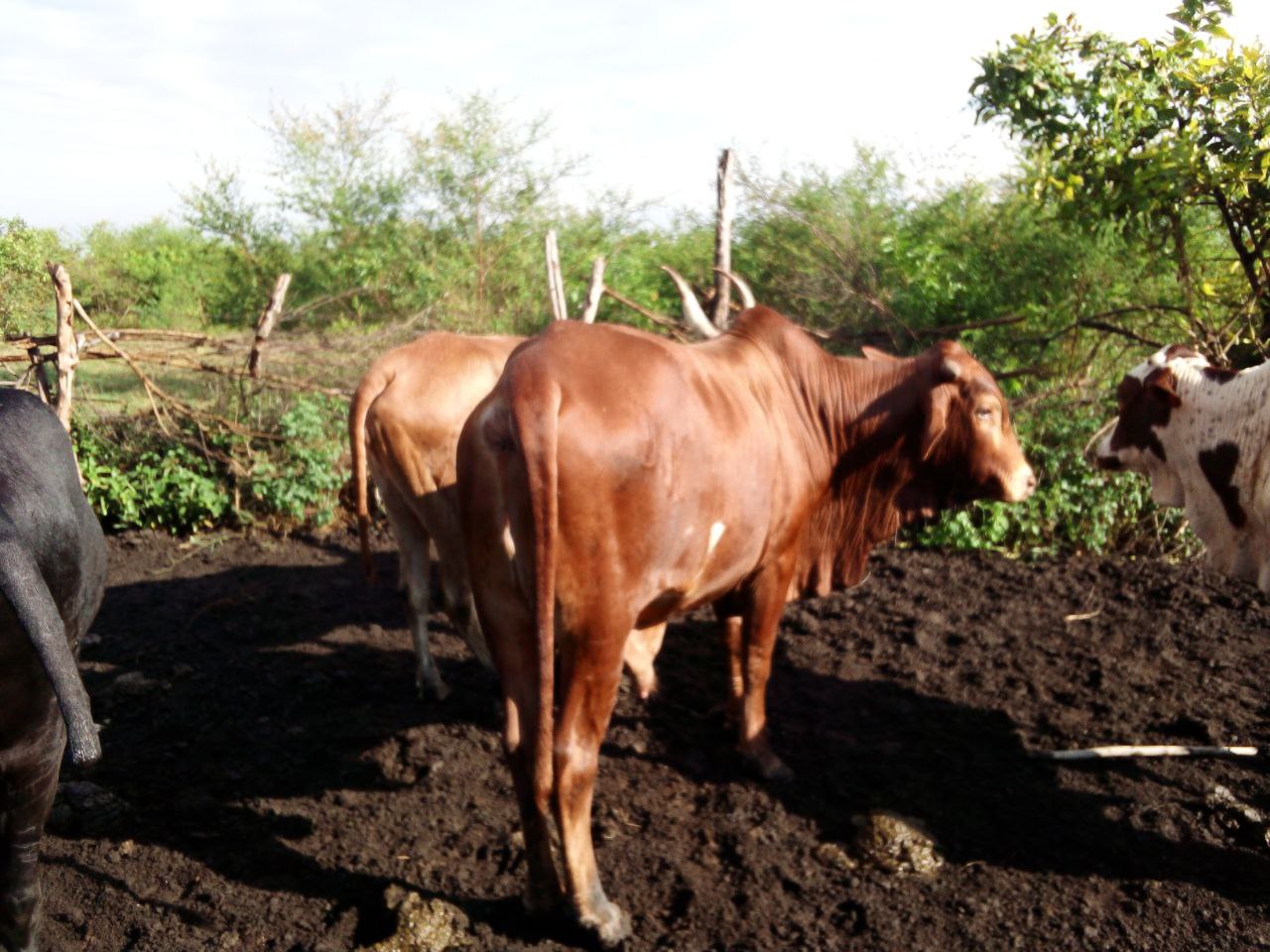 Help us raise $ 25,000.0 to establish a smallholder Dairy Farm in Northern Uganda