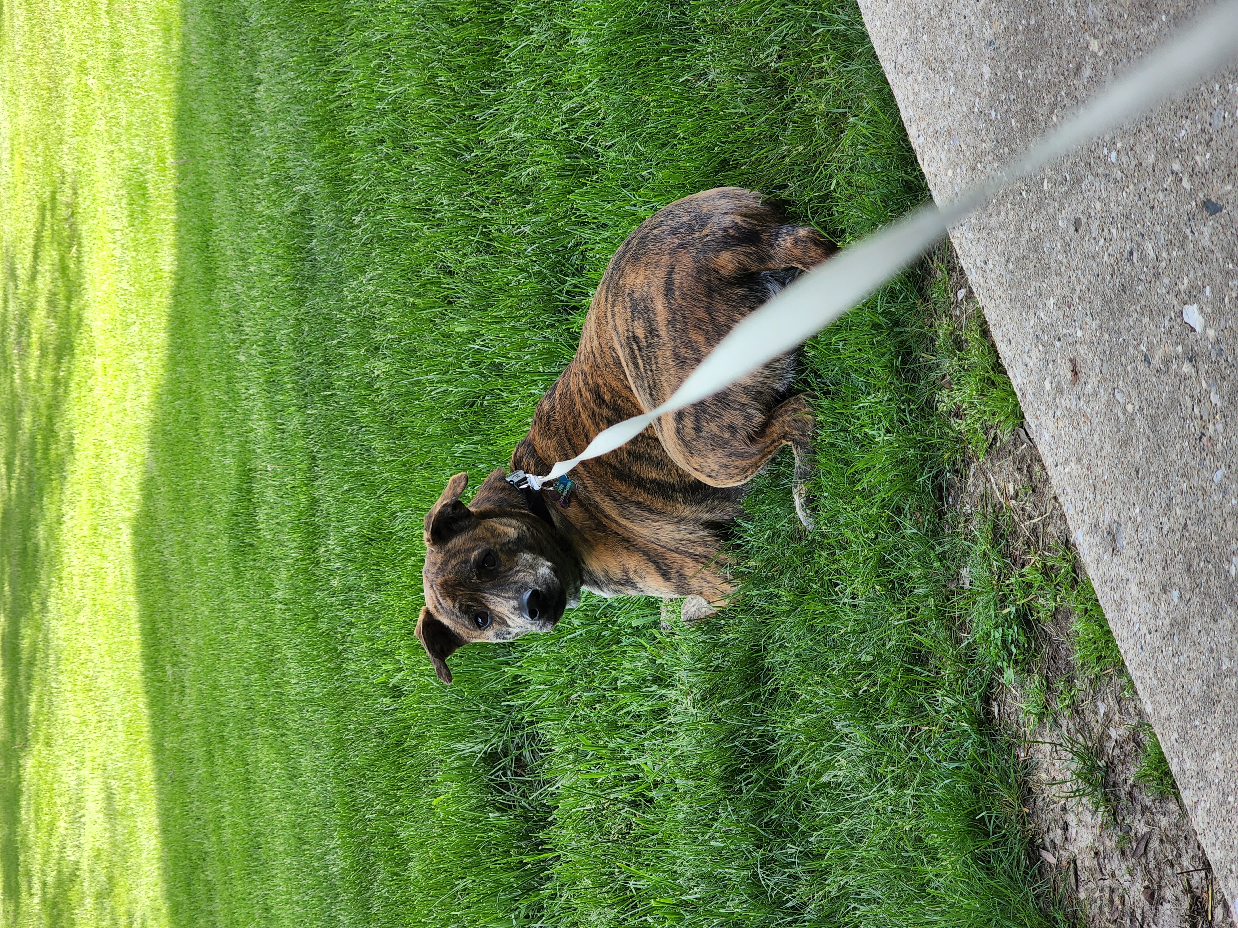 Helping give Zaids first backyard a fence