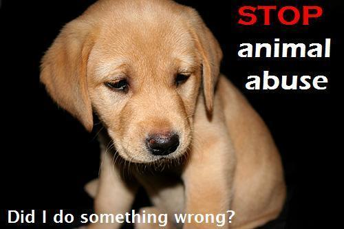 Avoid mistreatment of any animals