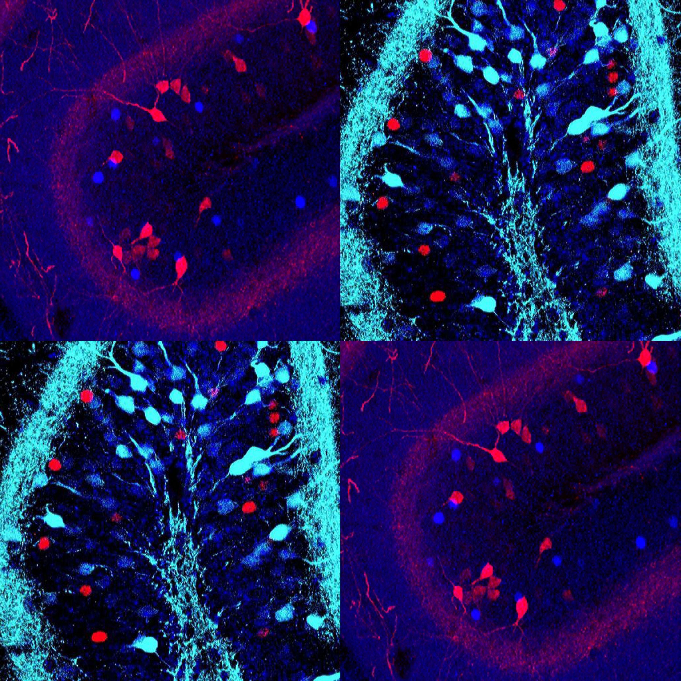 Animal Cemeteries For Pet Stores