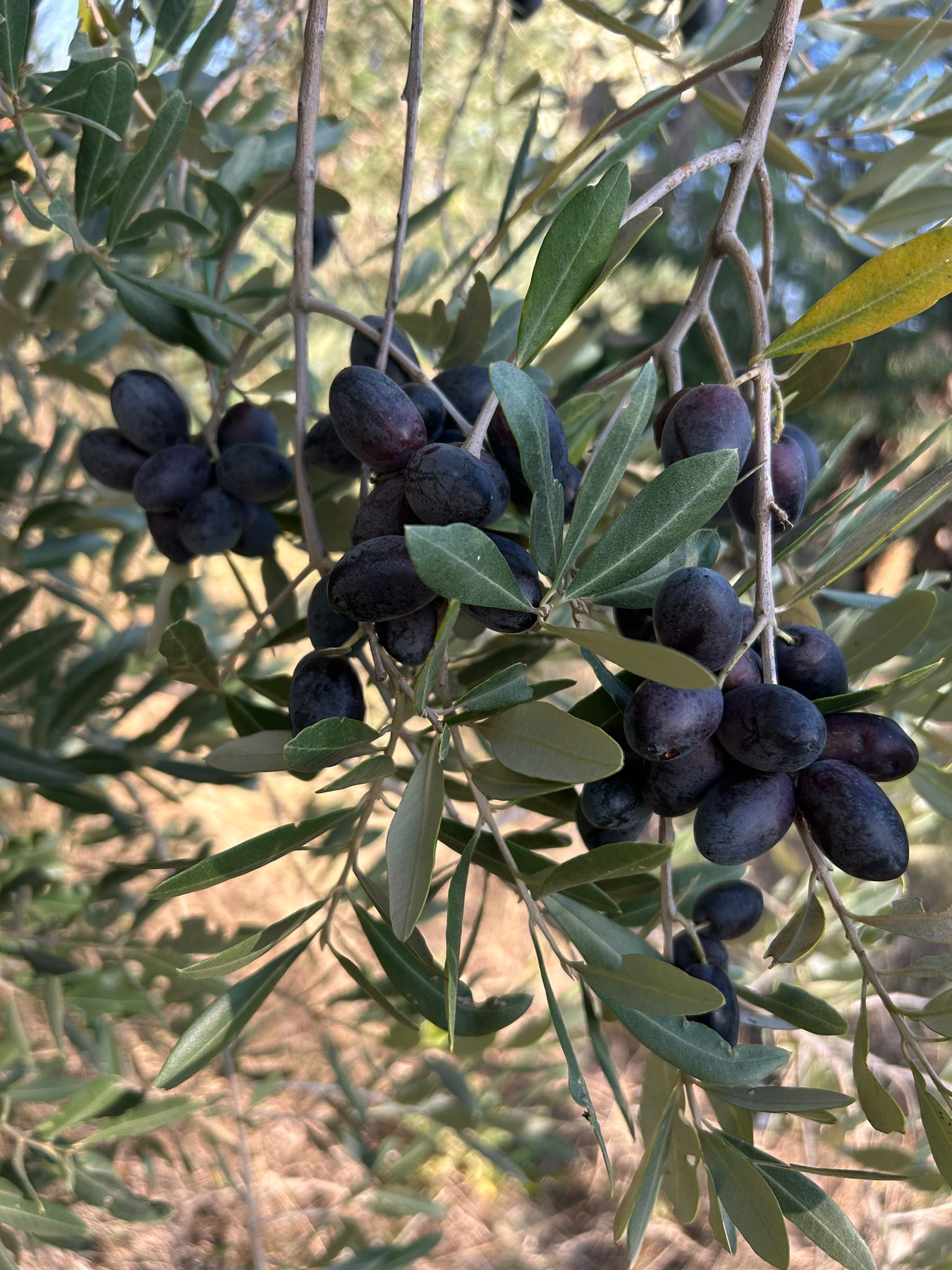 Slow Food – Novellolio: Olio, Pane e Racconti a Matera con Francesco - Image 2