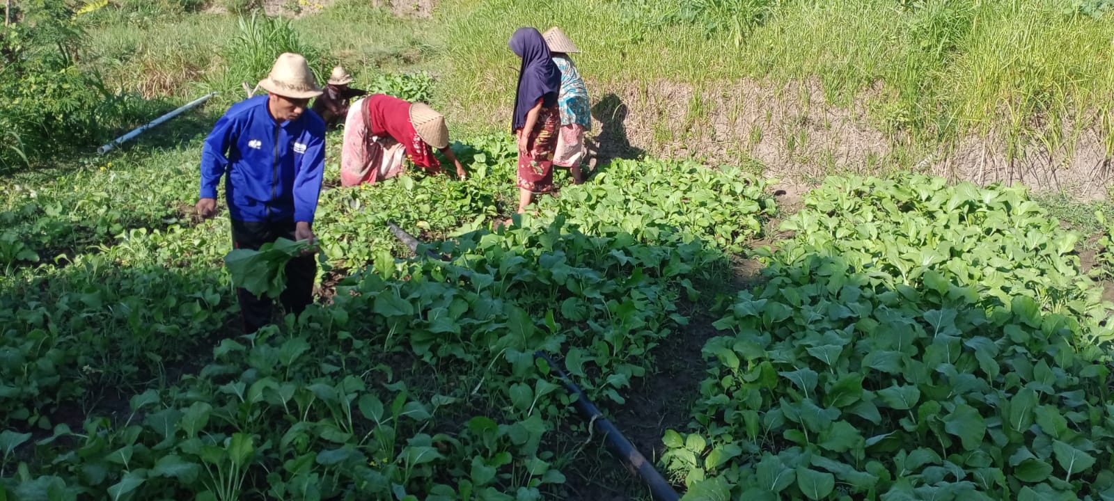 Organic Farming for Rural Food Security (Lombok, Indonesia)