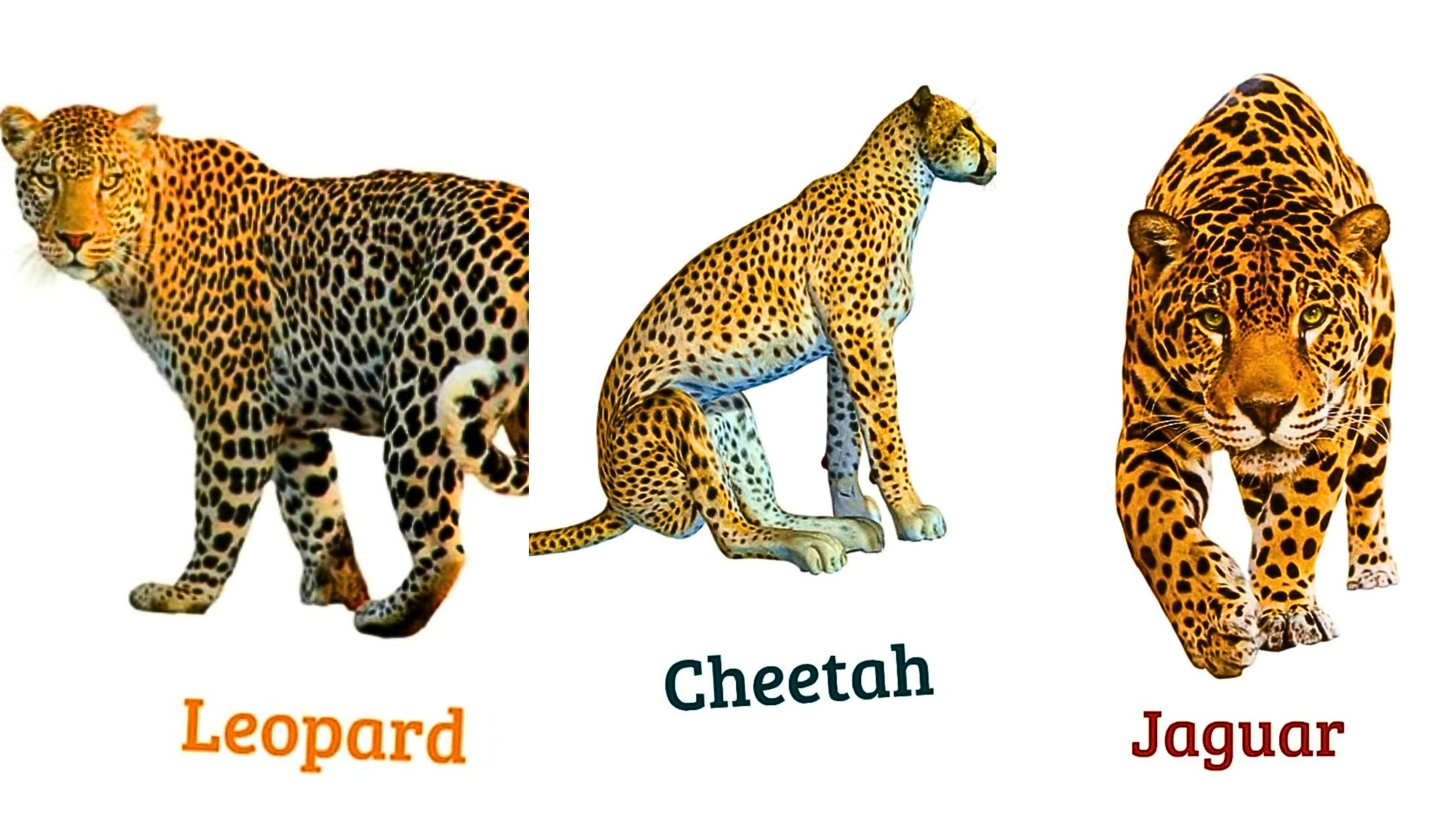 Eternal wild big cat showdown