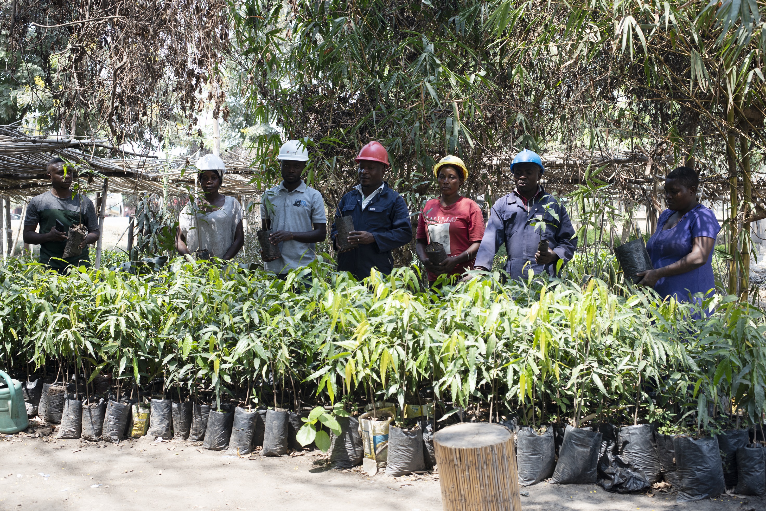 Tree planting to stop poverty and climate change in Kasese district, Uganda