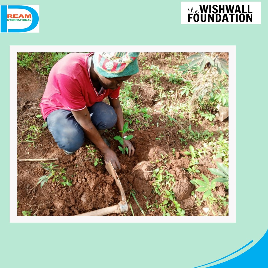 planting for biodiversity of landscapes in Rwenzori mountains