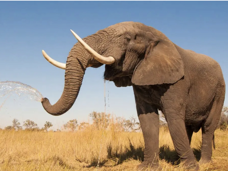 Rescue the elephant in war torn in the capital