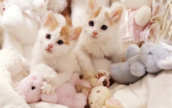 Match Eyed Swimming Turkish Van Kedisi Show Breeds