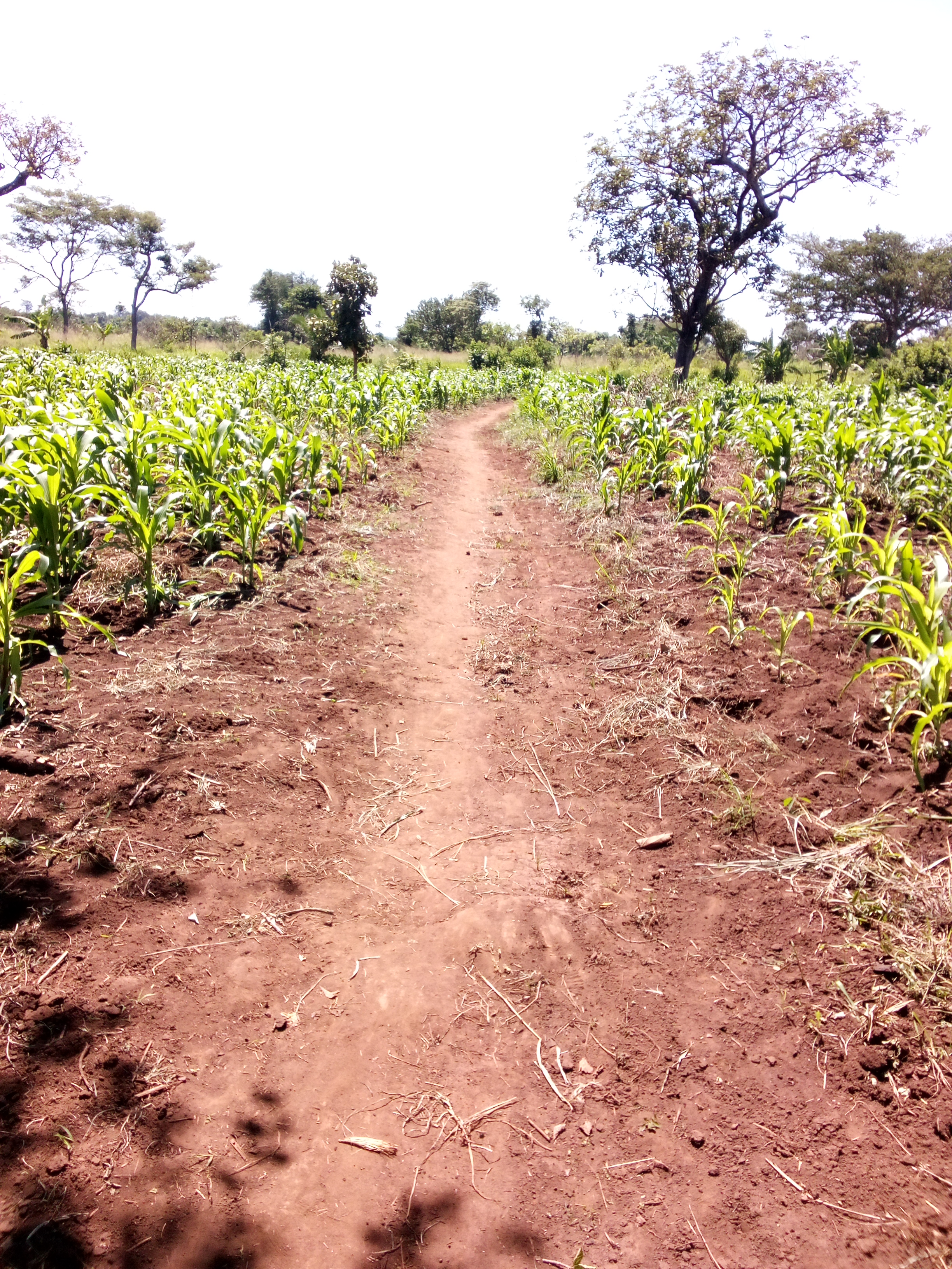 smallholder farmers in Northern Uganda achieve sustainable commercial farming: