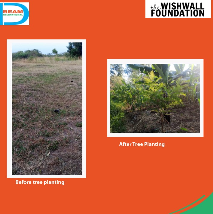 planting for biodiversity of landscapes in Rwenzori mountains