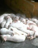 Smart Wish Wall Women/ Girls Empowerment