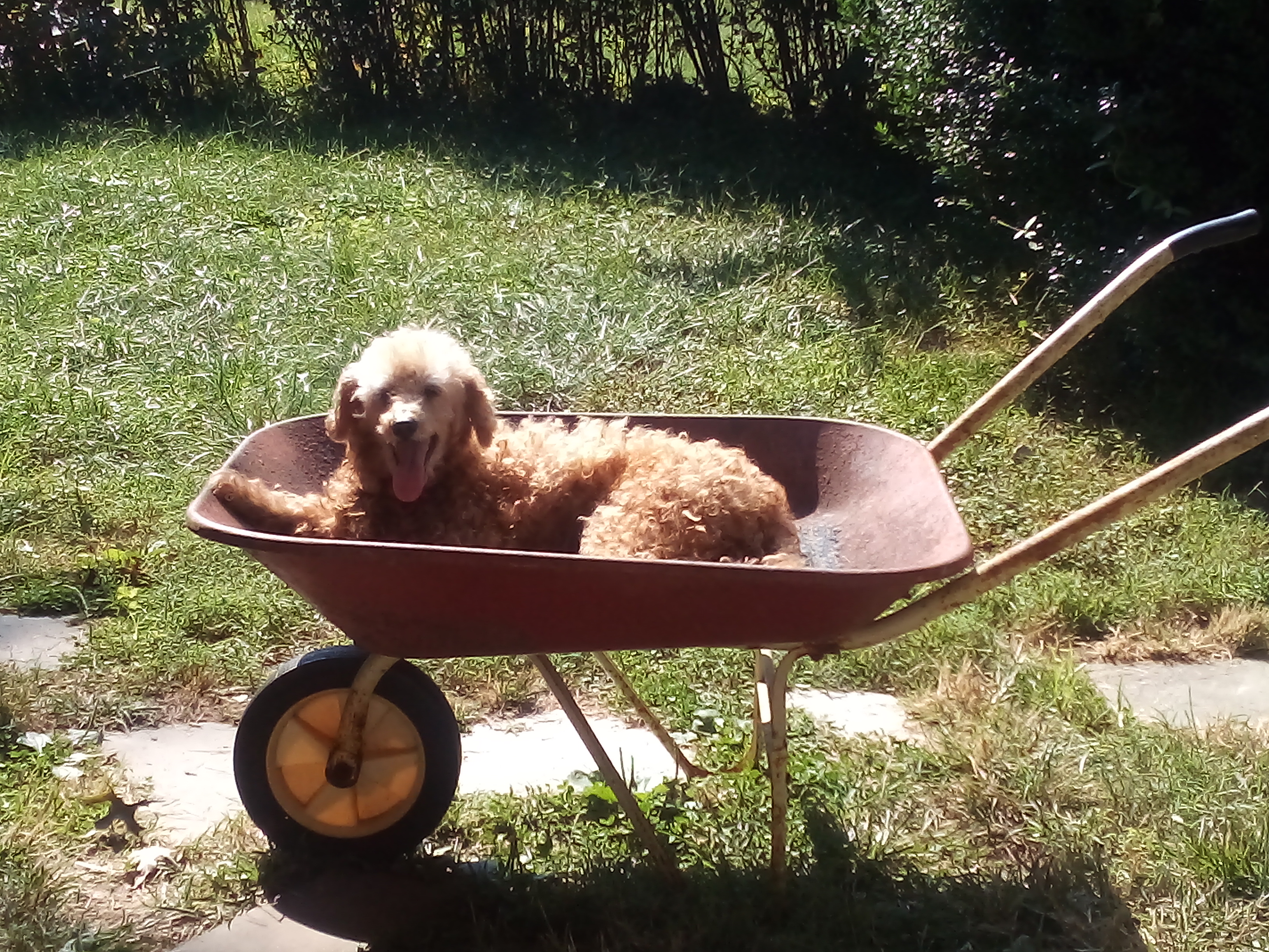 Life-Saving Surgery for My Good Companion Dog