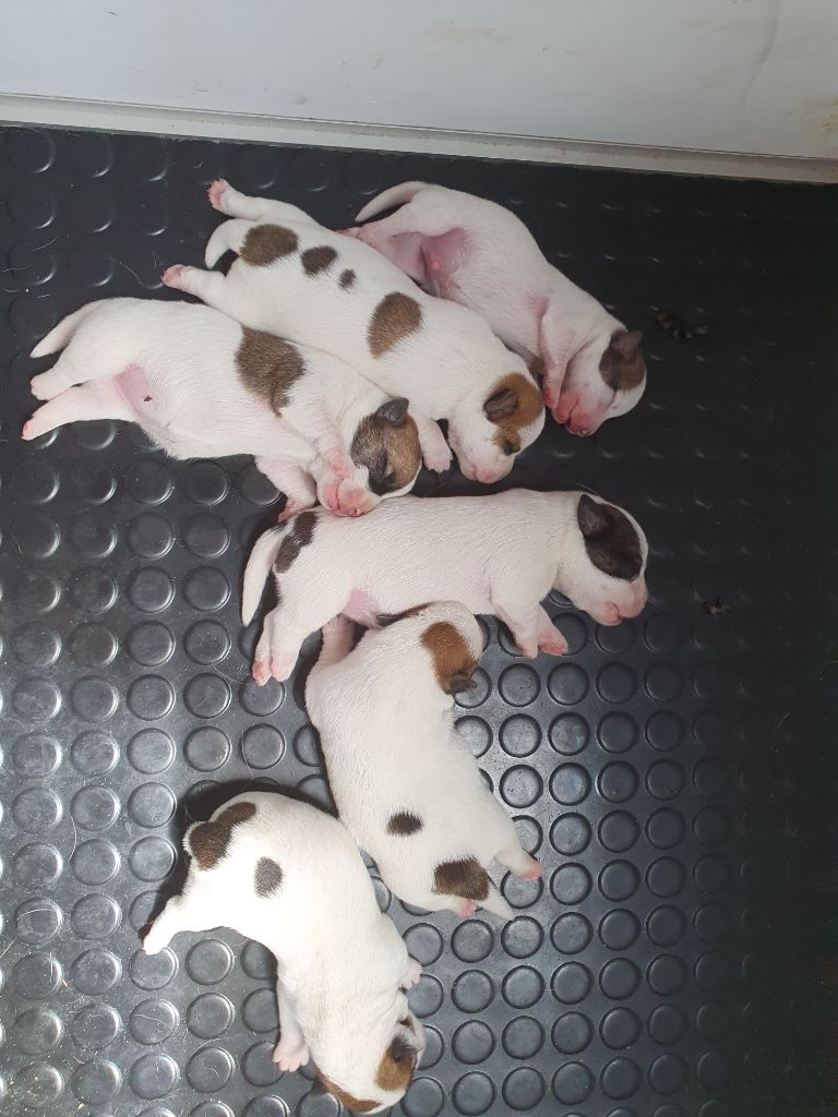 Elevage Du Clos des Loutres