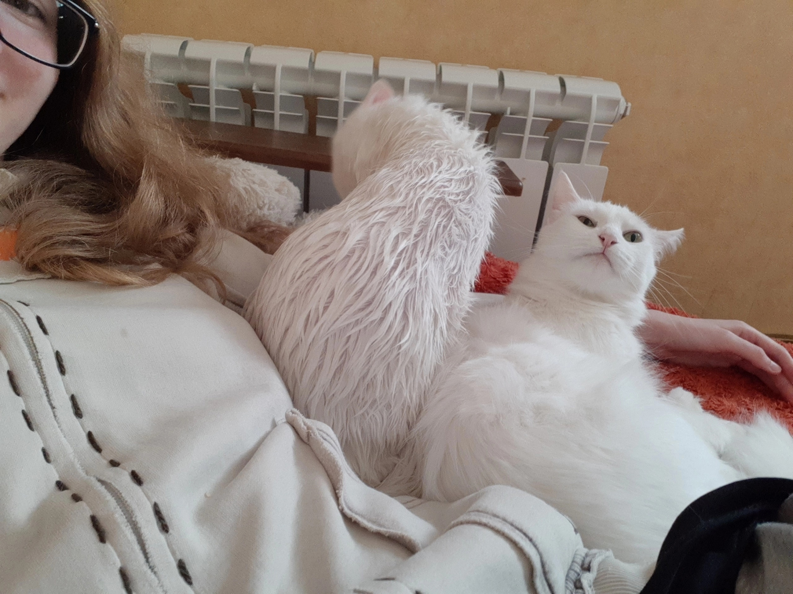 Help my best friend return home