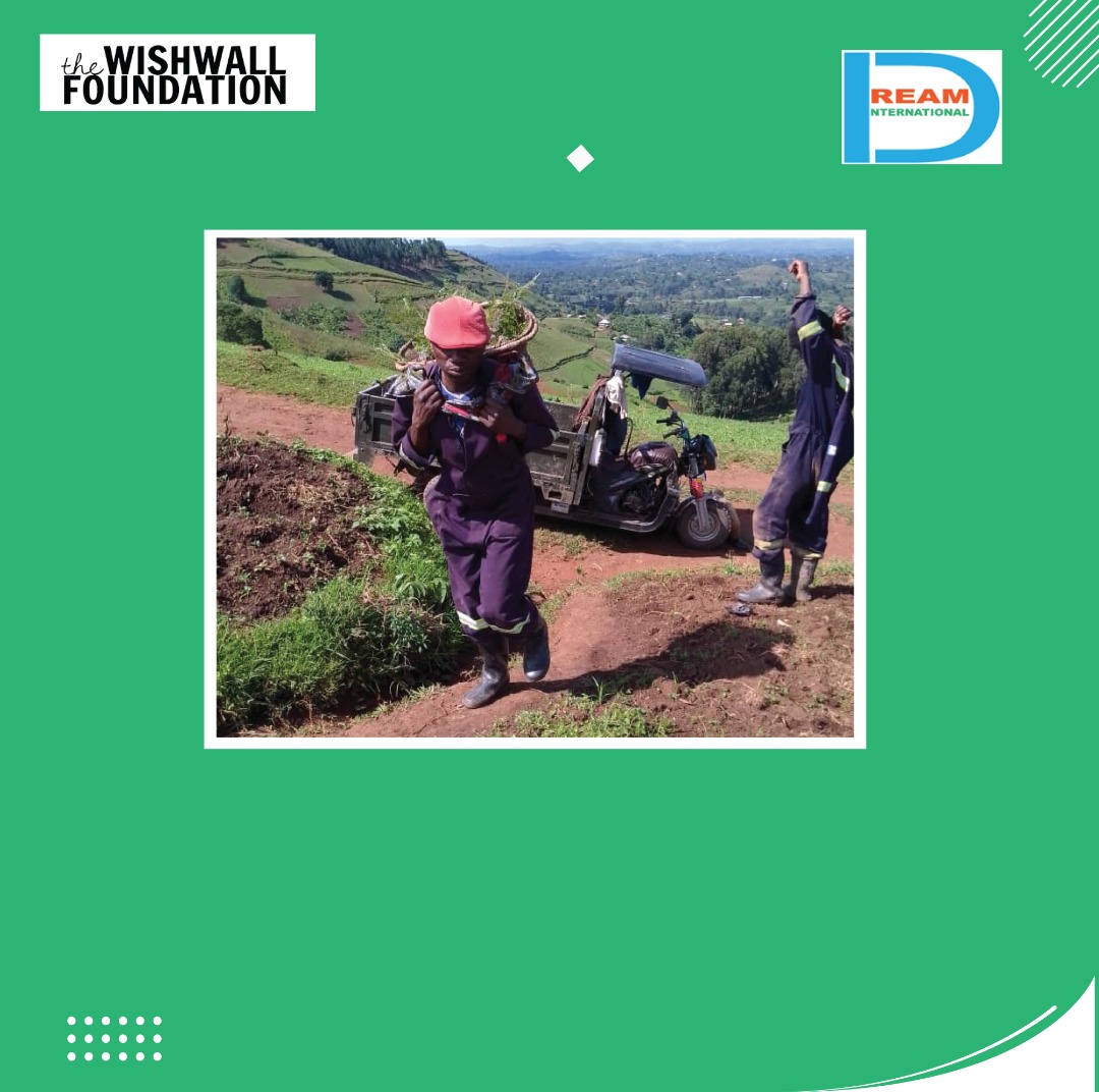 Planting for the restoration of landscapes in Rwenzori mountains