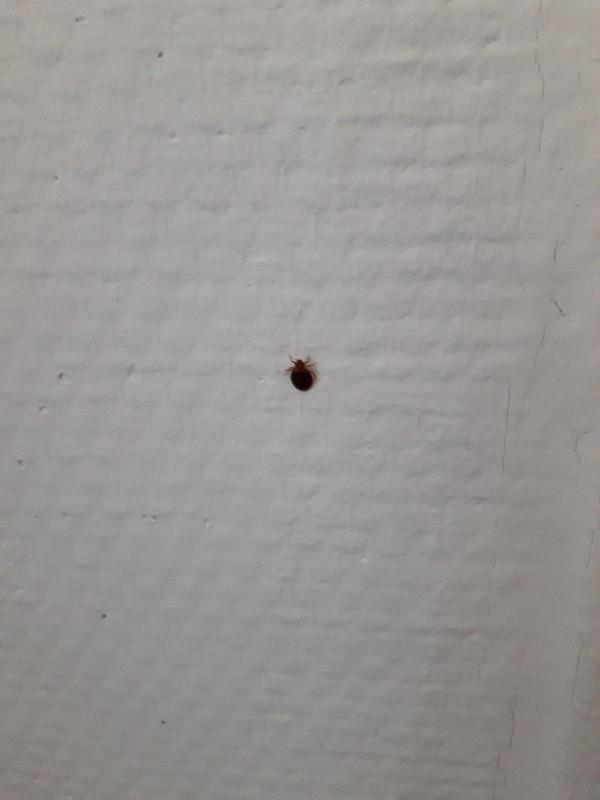 Combattre l'infection de rats et cafards à Versailles