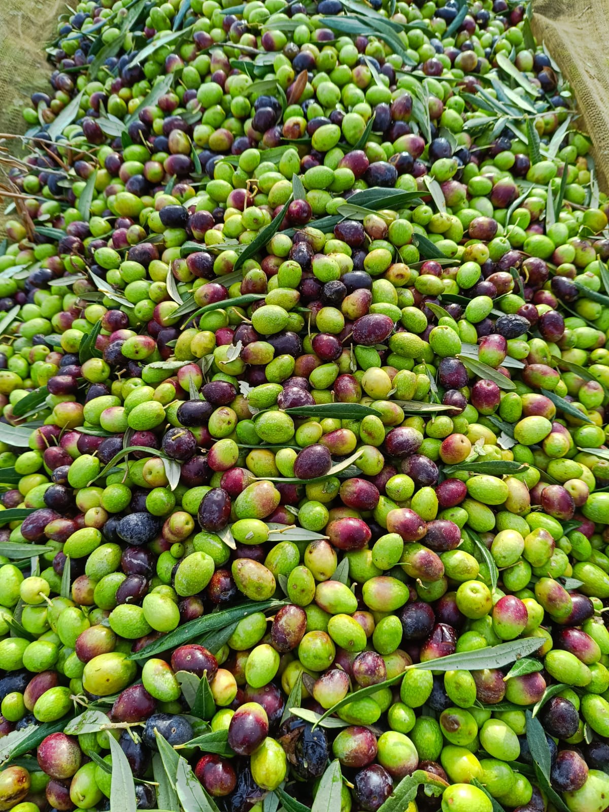 Slow Food – The Temples of Olive Oil – Patriarch Olive Trees with Francesco Linzalone - Image 11