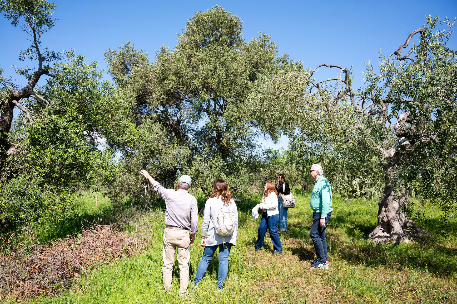 Slow Food – The Temples of Olive Oil – Patriarch Olive Trees with Francesco Linzalone - Image 1