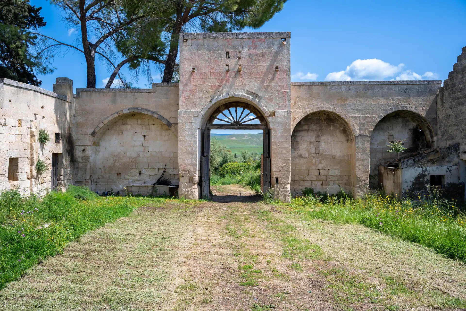 Slow Food – The Temples of Olive Oil – Patriarch Olive Trees with Francesco Linzalone - Image 4