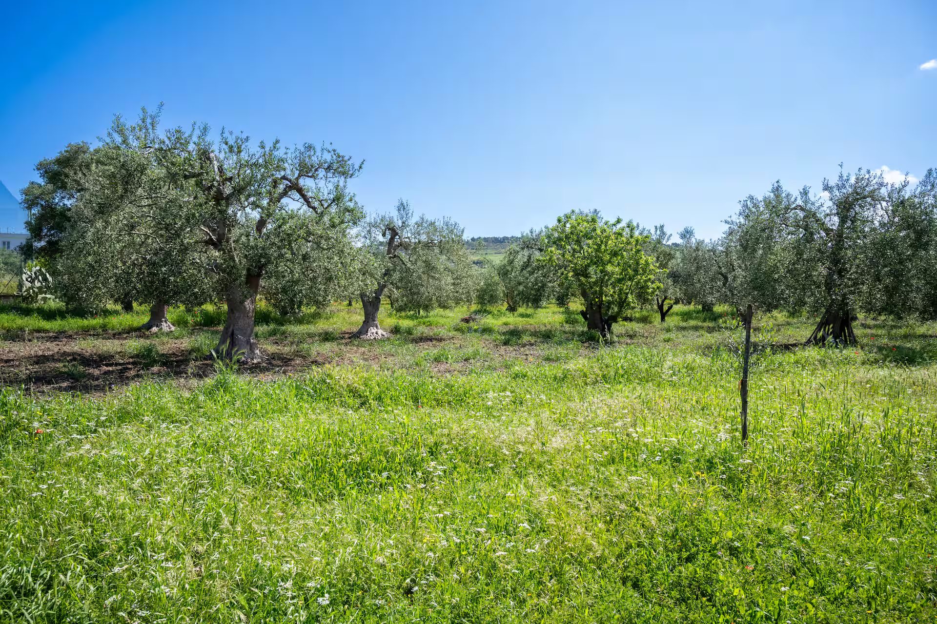 Slow Food – The Temples of Olive Oil – Patriarch Olive Trees with Francesco Linzalone - Image 7