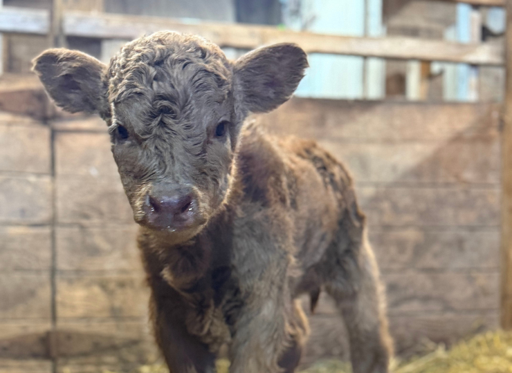 Young miniature cow looking toward the camera inside a barn
