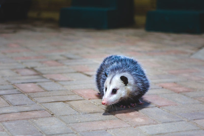 BigHeart Wildlife Removal Get Rid of Opossums