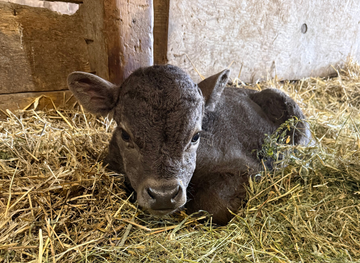 Miniature cow calves lying together on straw bedding