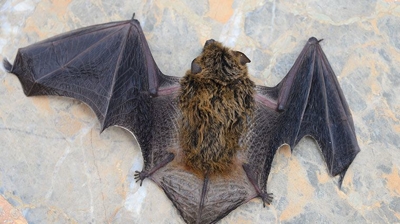 BigHeart Wildlife Removal Bats