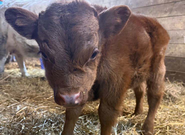 Young miniature cow standing in a barn aisle