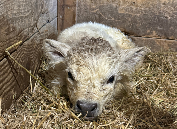 Newborn miniature cow calf resting face in straw inside a barn